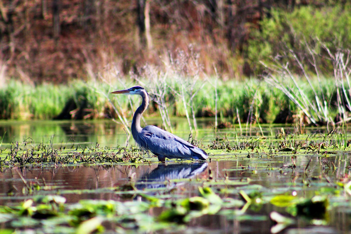 Wetlands context body